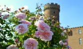 Links vorne im Bild befinden sich rosefarbene Rosen. Im Hintergrund sieht man die Mauer und den Turm der Kurkölschen Landesburg von Zülpich.